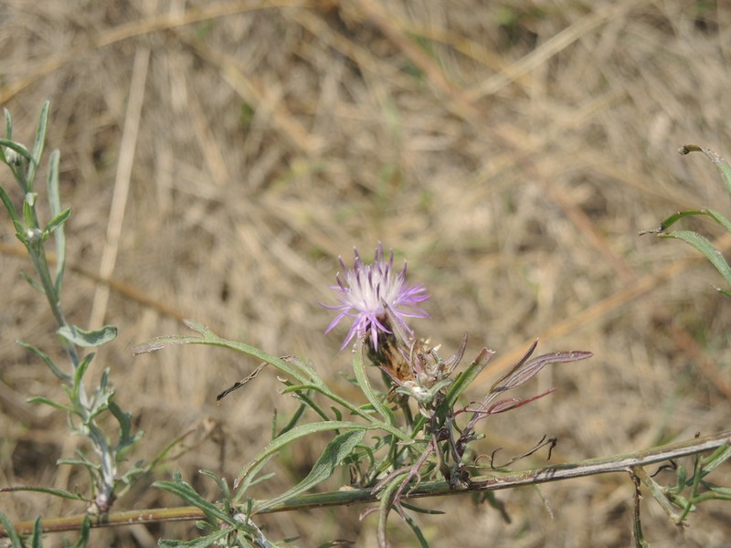Centaurea majorovii photo 7