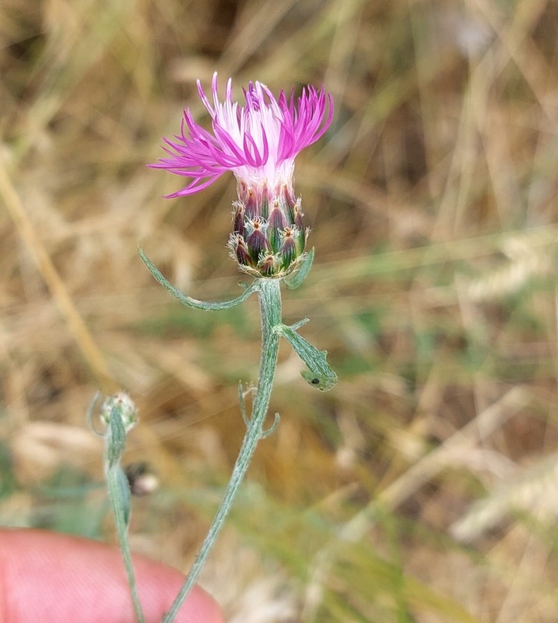 Centaurea majorovii photo 8