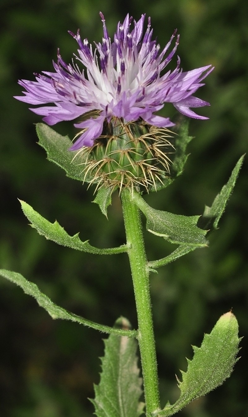 Centaurea malacitana