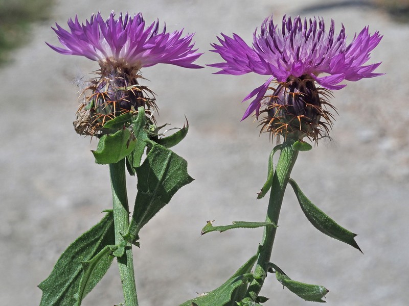Centaurea malacitana photo 2
