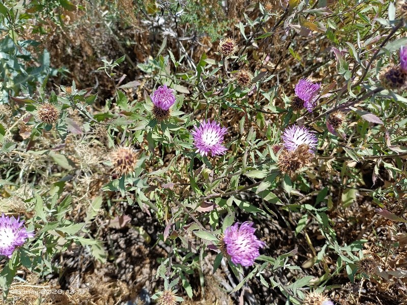 Centaurea malacitana photo 3