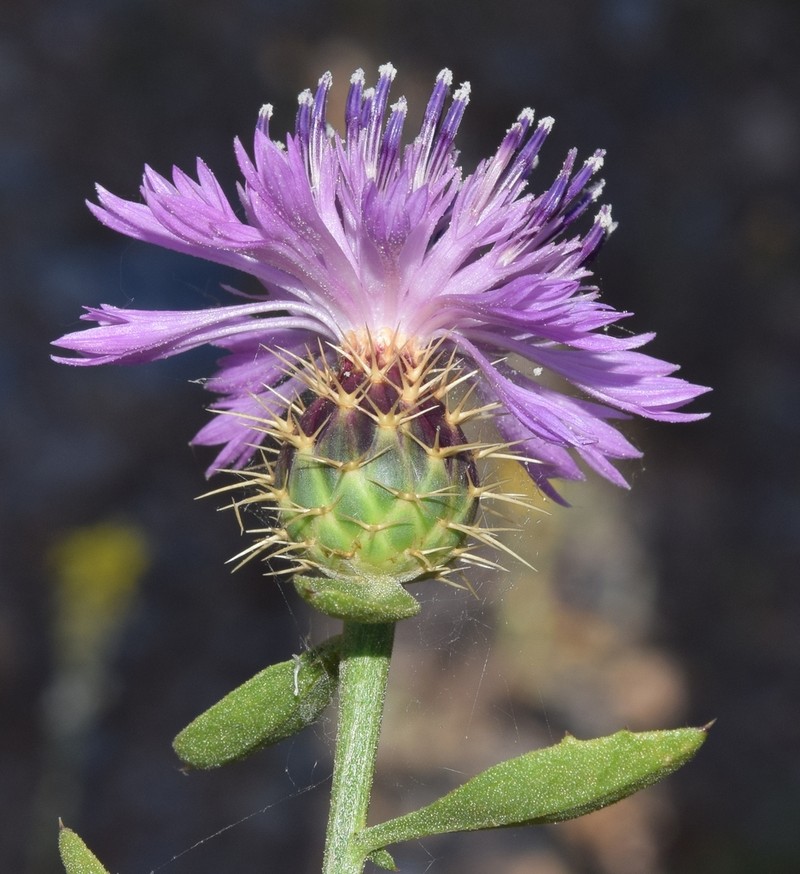 Centaurea malacitana photo 4