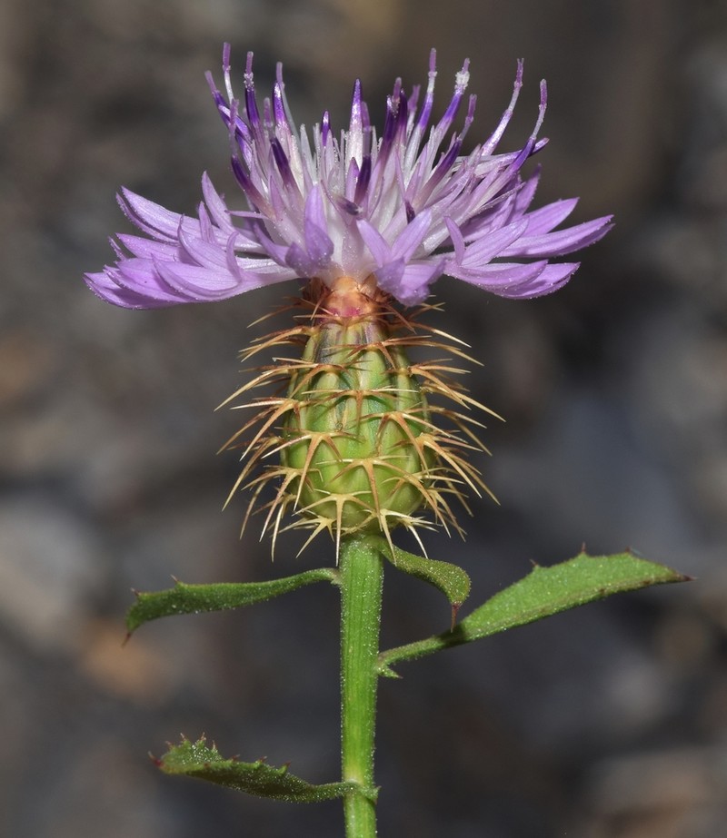 Centaurea malacitana photo 5