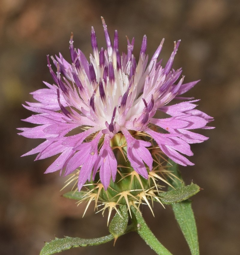 Centaurea malacitana photo 6