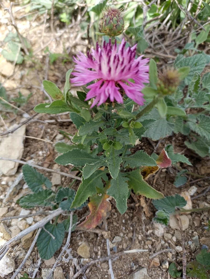 Centaurea malacitana photo 7