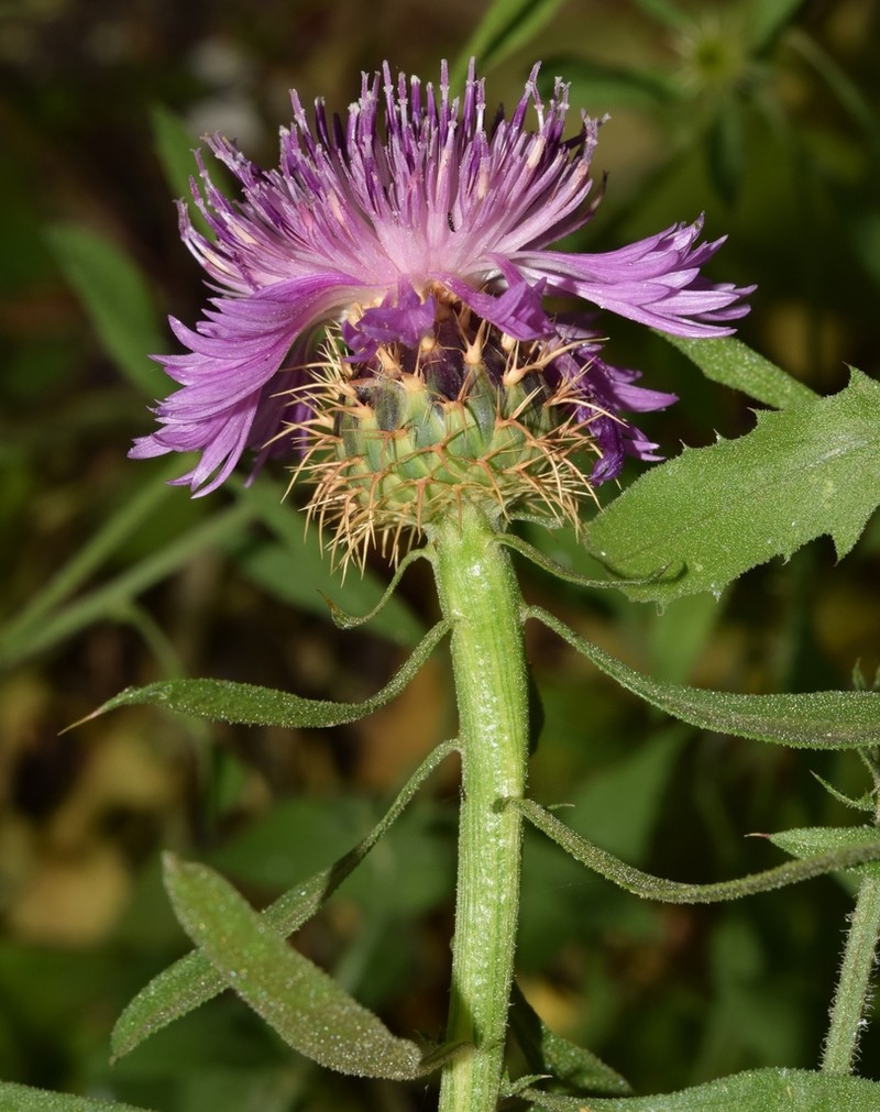 Centaurea malacitana photo 8