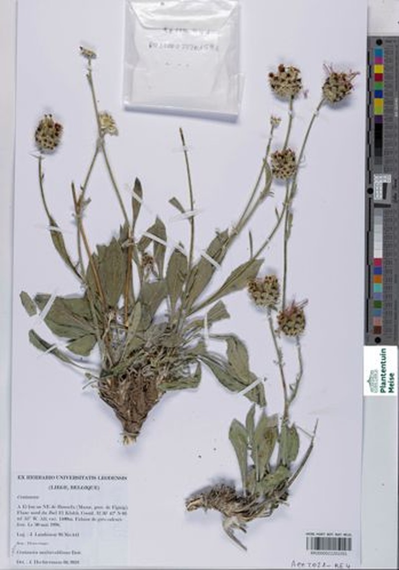 Centaurea malinvaldiana