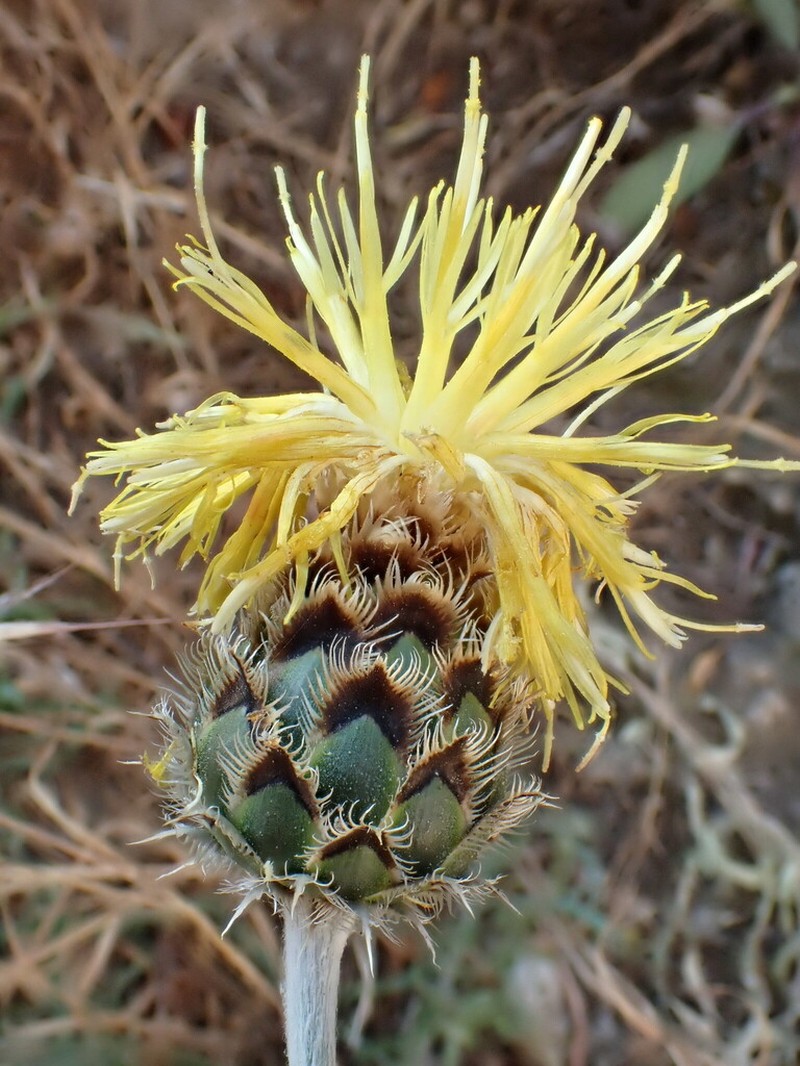 Centaurea mannagettae