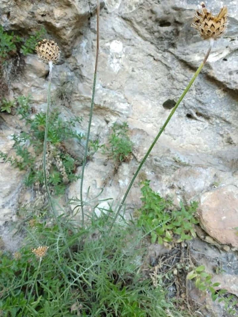 Centaurea mannagettae photo 2