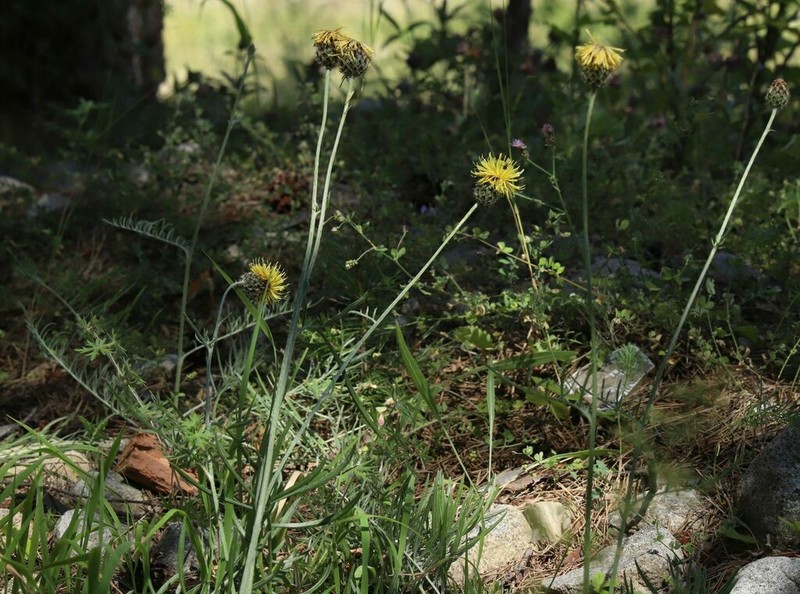 Centaurea mannagettae photo 3