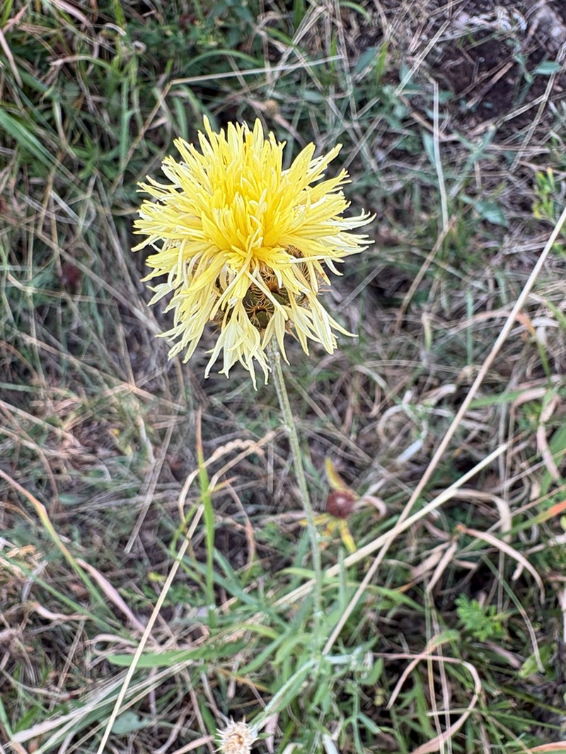 Centaurea mannagettae photo 4