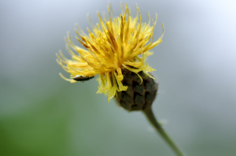 Centaurea mannagettae photo 7