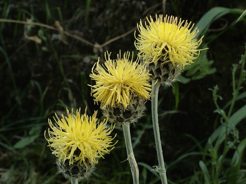 Centaurea mannagettae photo 8