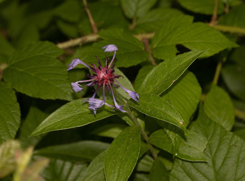 Centaurea maramarosiensis photo 2