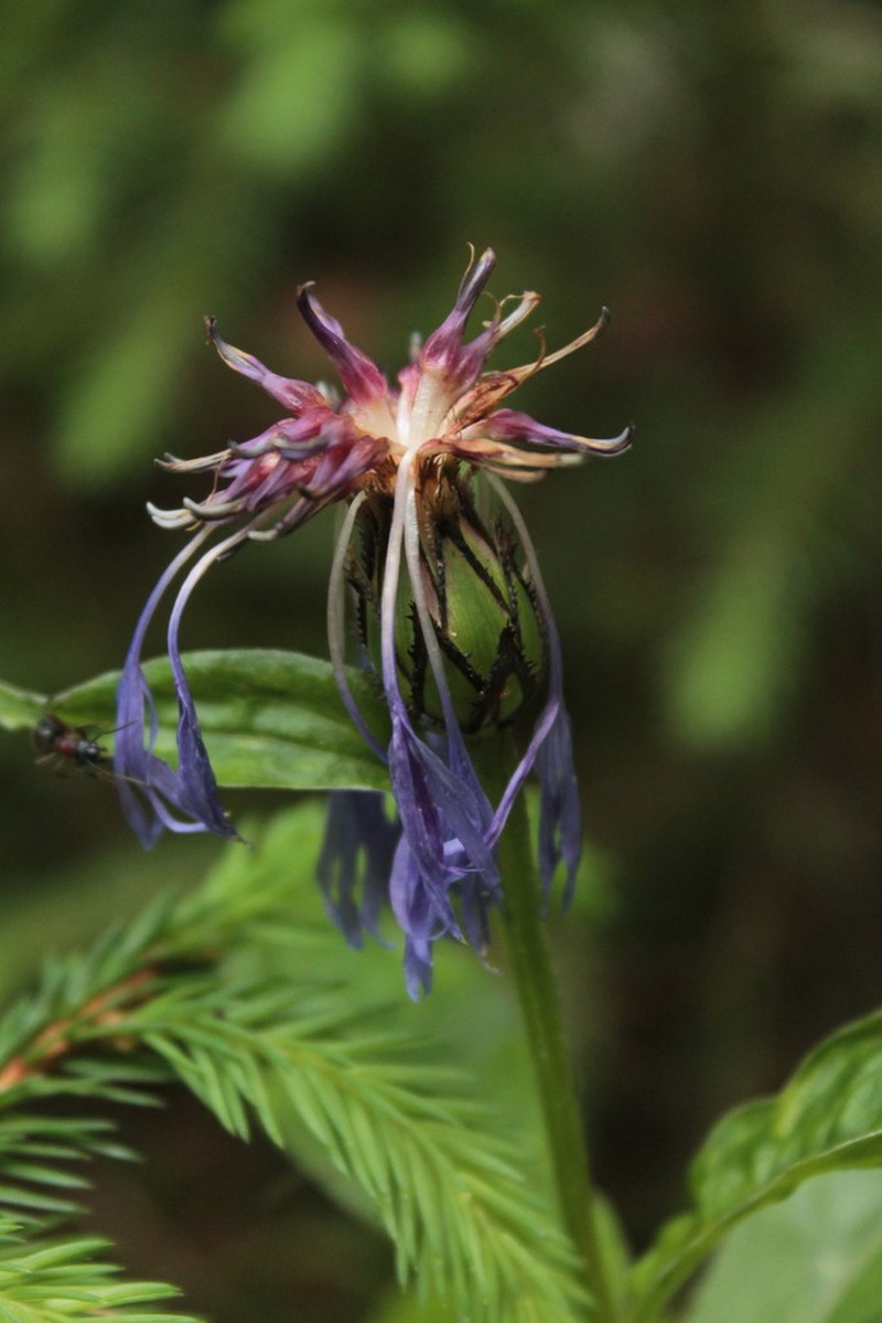 Centaurea maramarosiensis photo 3