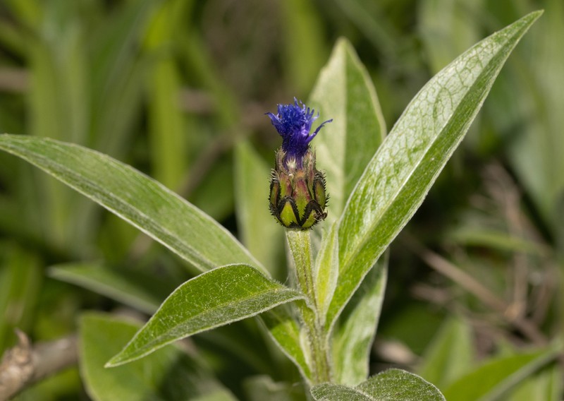 Centaurea maramarosiensis photo 4