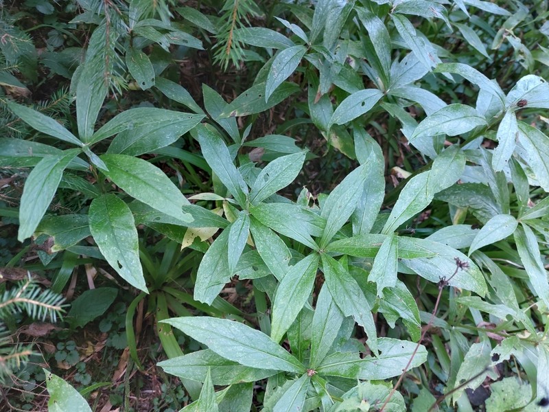 Centaurea maramarosiensis photo 5
