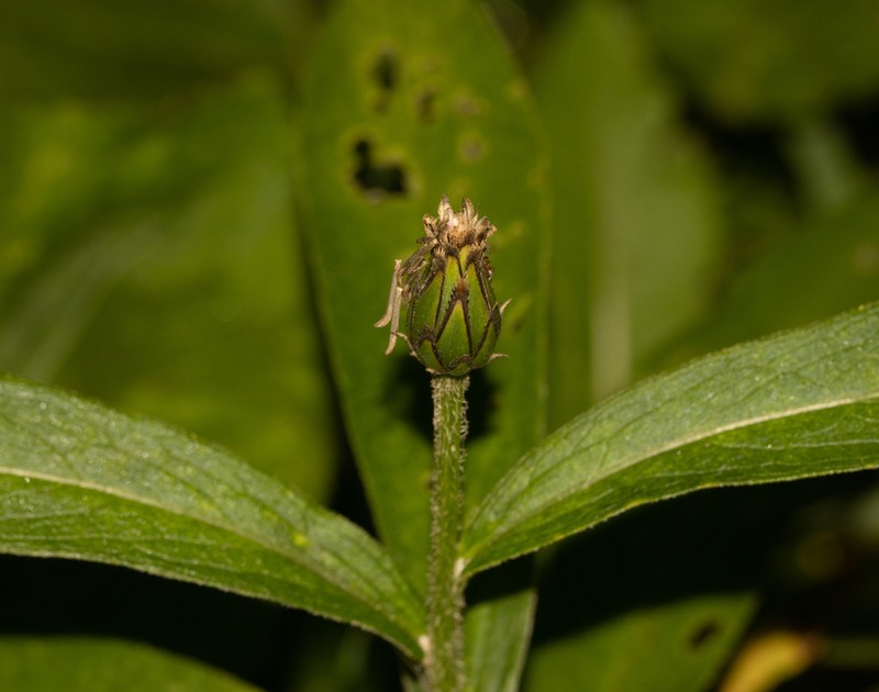 Centaurea maramarosiensis photo 6
