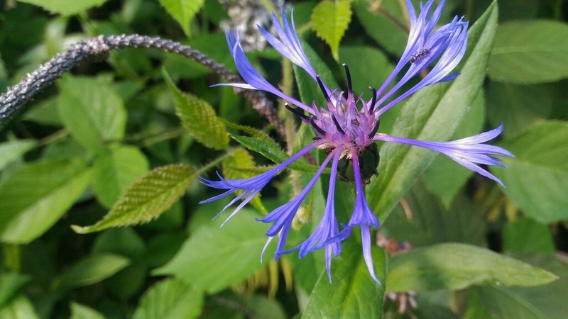 Centaurea maramarosiensis photo 8