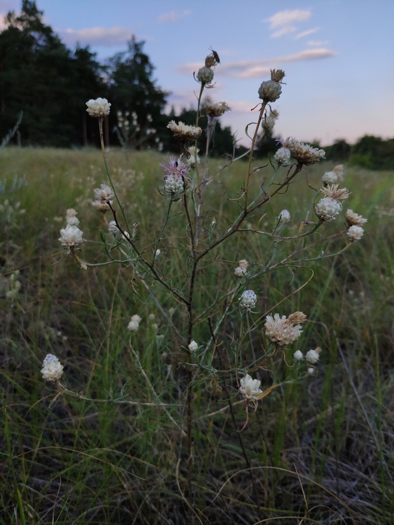 Centaurea margarita-alba