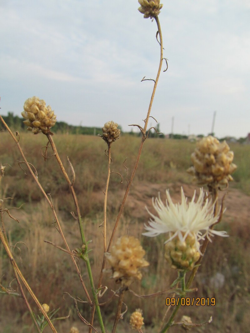 Centaurea margarita-alba photo 3