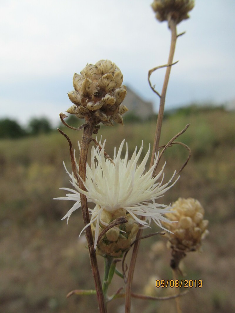 Centaurea margarita-alba photo 5