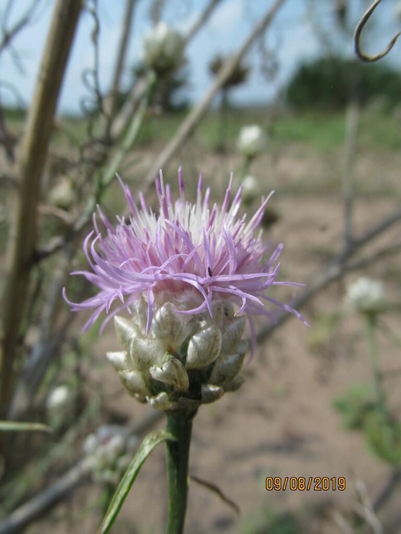 Centaurea margarita-alba photo 7