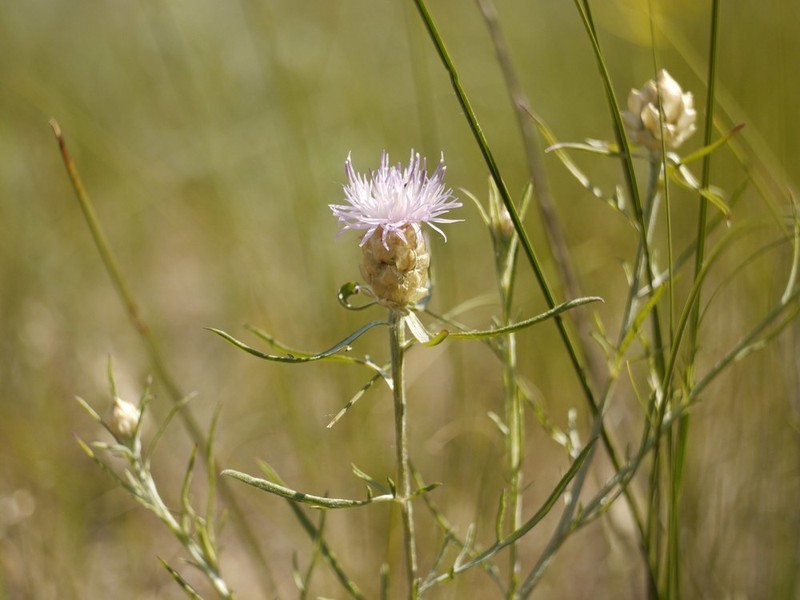 Centaurea margarita-alba photo 8