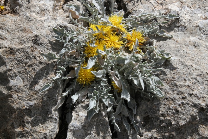 Centaurea mariana photo 2