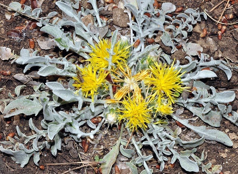 Centaurea mariana photo 3