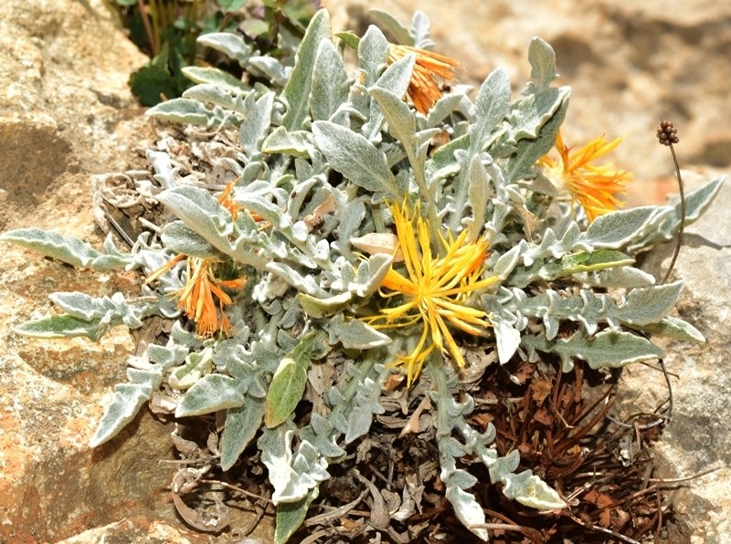 Centaurea mariana photo 4