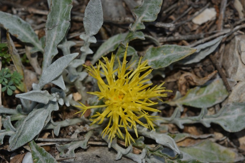 Centaurea mariana photo 5