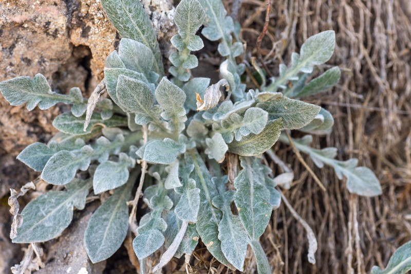 Centaurea mariana photo 6