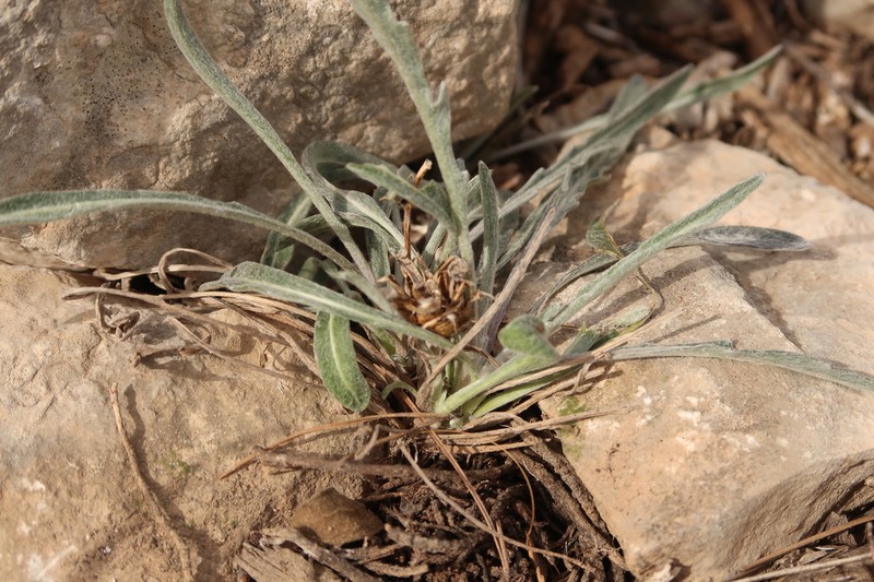Centaurea mariana photo 7