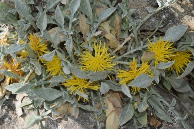 Centaurea mariana photo 8