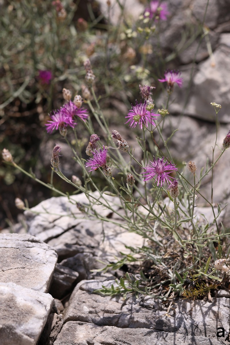 Centaurea marmorea