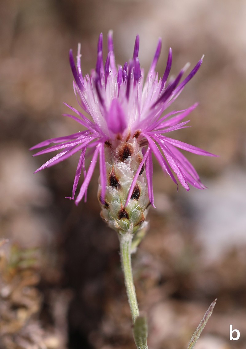 Centaurea marmorea photo 2