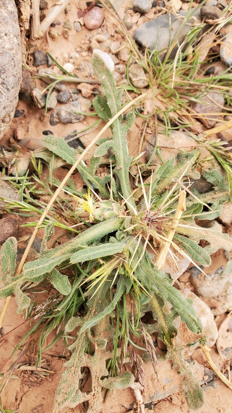 Centaurea maroccana