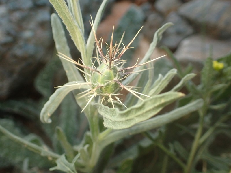 Centaurea maroccana photo 2