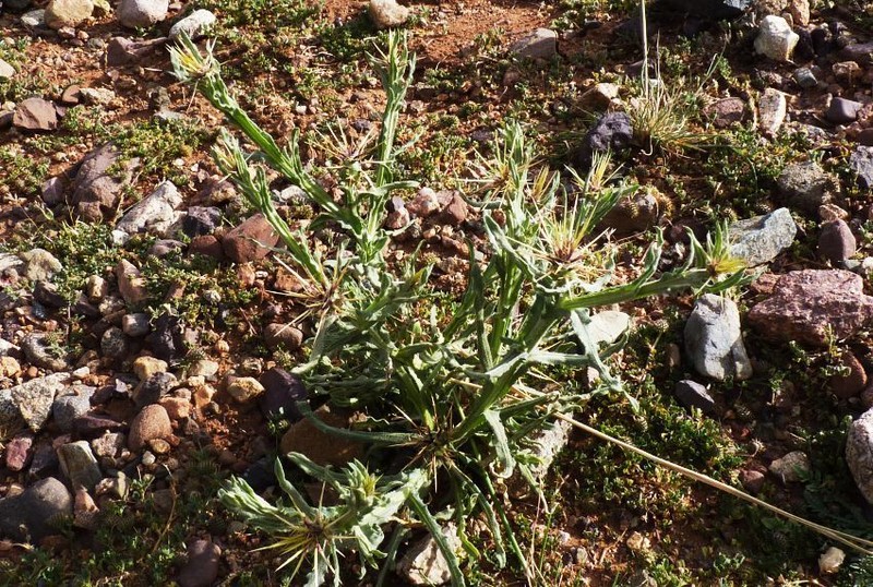 Centaurea maroccana photo 3