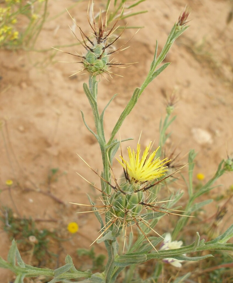 Centaurea maroccana photo 4