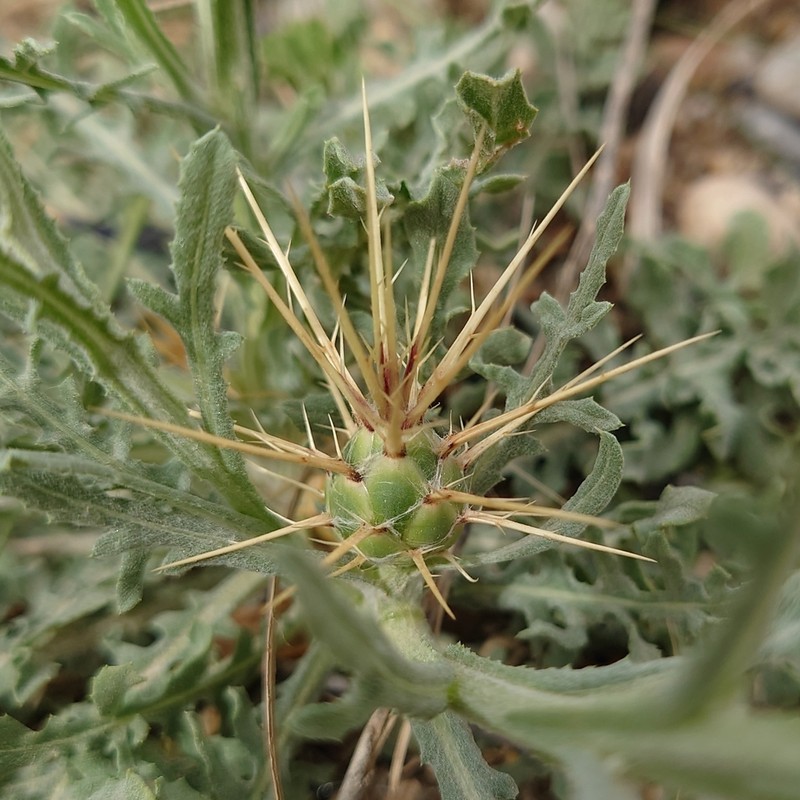 Centaurea maroccana photo 5