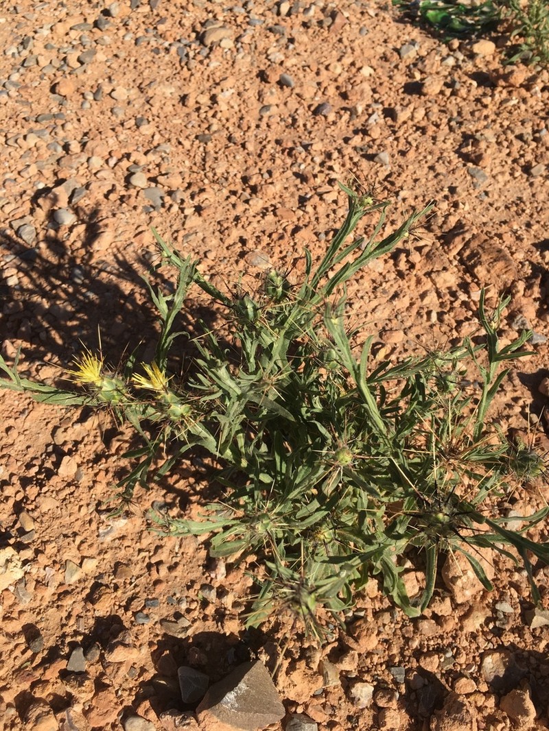 Centaurea maroccana photo 6