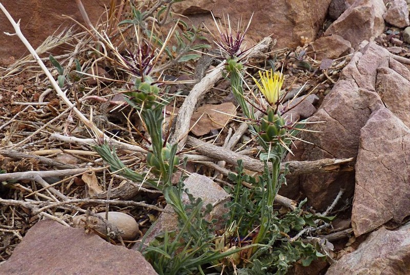 Centaurea maroccana photo 7