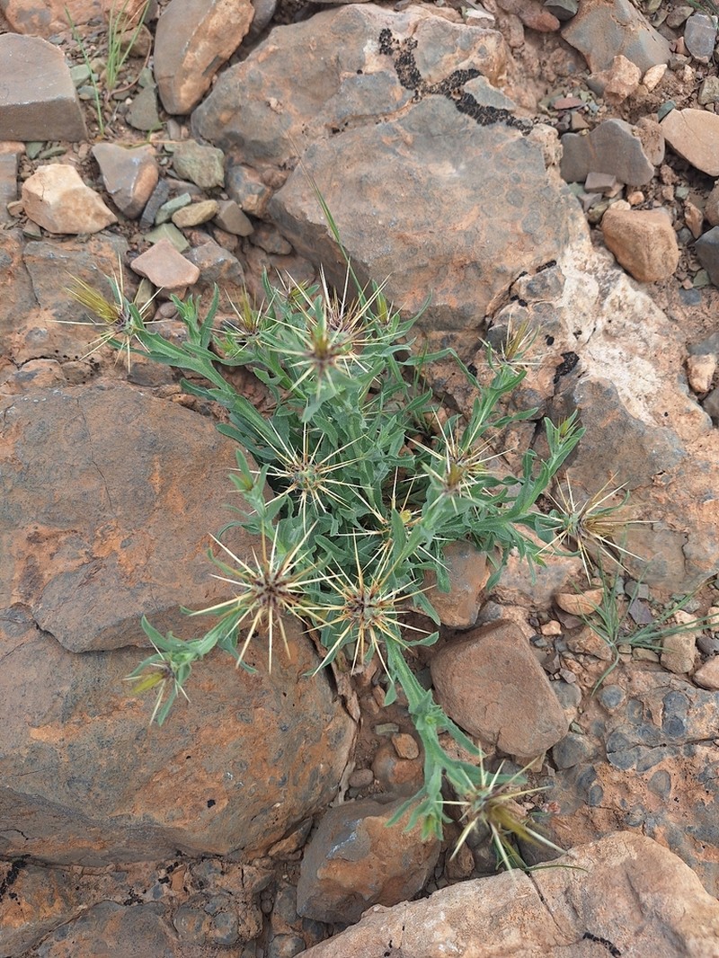 Centaurea maroccana photo 8