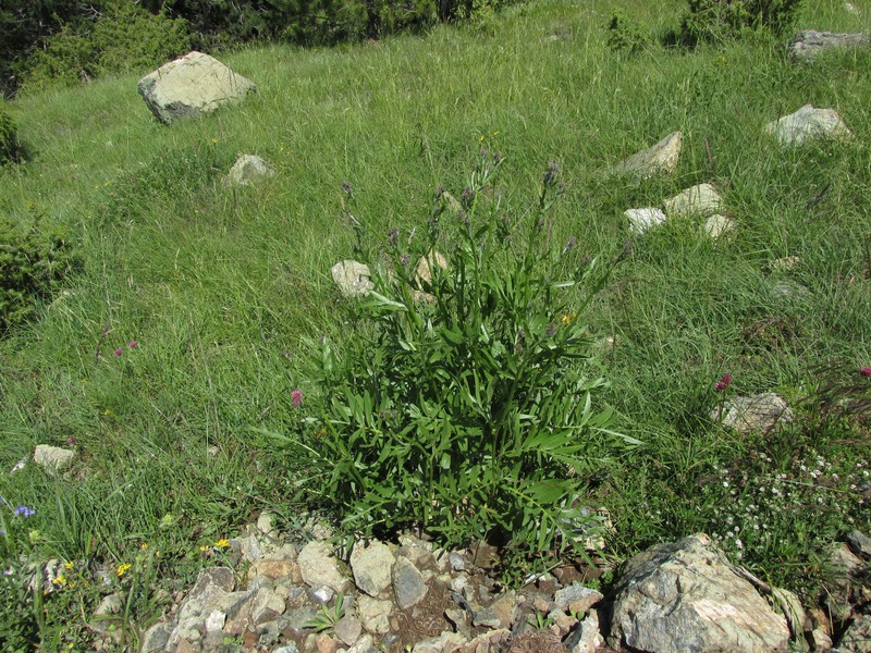 Centaurea melanocephala