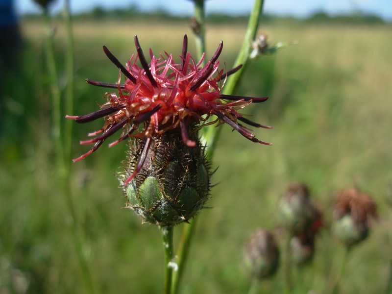 Centaurea melanocephala photo 2