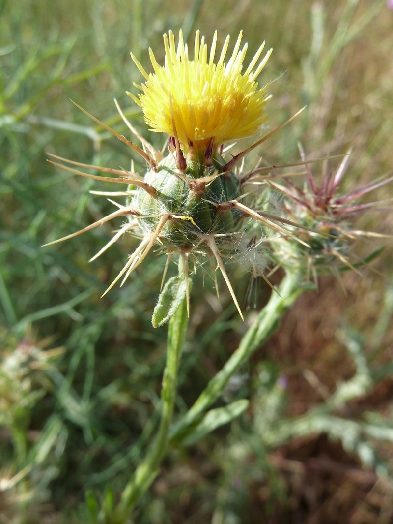 Maltese Star-Thistle photo 4