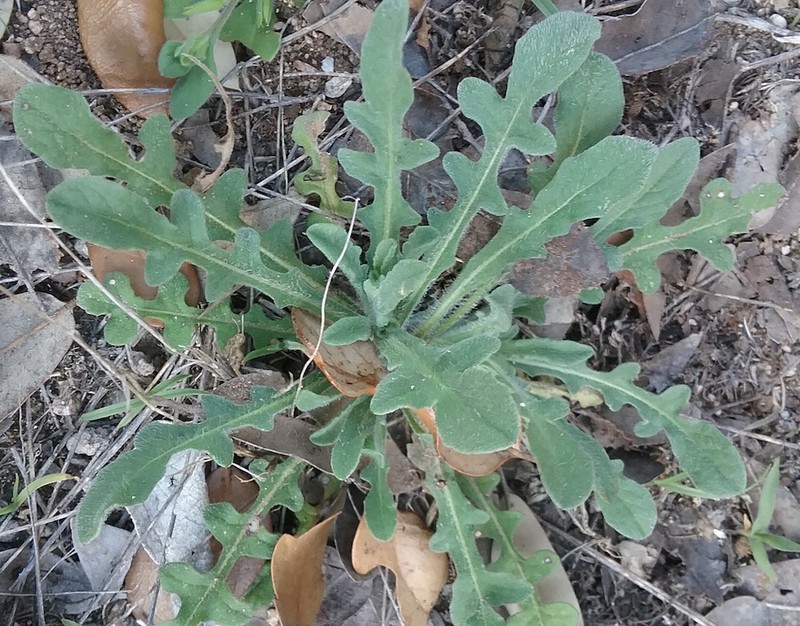 Maltese Star-Thistle photo 5
