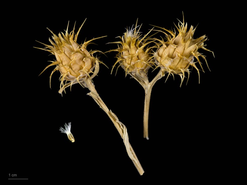 Maltese Star-Thistle photo 2